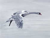 Swan Flying Over Ice.